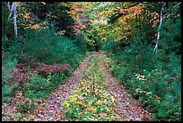 Wassatotaquoik Road in autumn. Katahdin Woods and Waters National Monument, Maine, USA ( color)