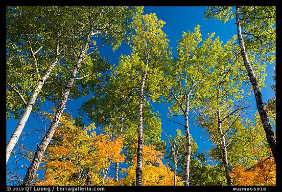 Autumn aspen and blue sky. Katahdin Woods and Waters National Monument, Maine, USA (color)
