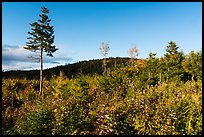 Trees and distant hill in autumn. Katahdin Woods and Waters National Monument, Maine, USA ( color)