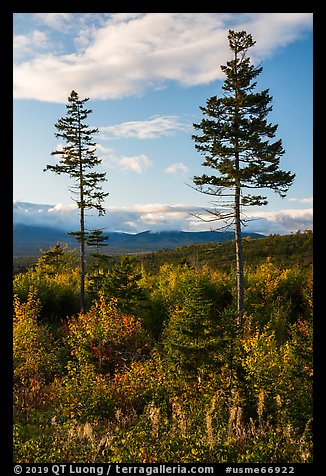 Two spruce trees standing tall above early hardwoods. Katahdin Woods and Waters National Monument, Maine, USA (color)