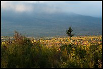 Valley with northern hardoods trees in autumn. Katahdin Woods and Waters National Monument, Maine, USA ( color)