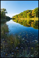 East Branch Penobscot River with fallen leaves, early morning reflections. Katahdin Woods and Waters National Monument, Maine, USA ( color)