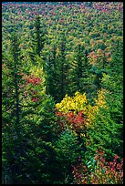 Spruce and northern hardwood forest in autumn. Katahdin Woods and Waters National Monument, Maine, USA ( color)