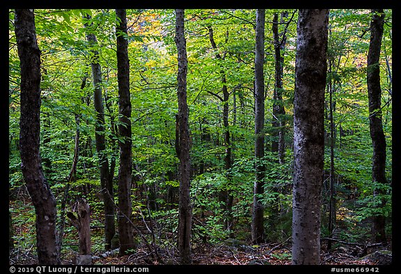 Mature softwood forest, Barnard Mountain. Katahdin Woods and Waters National Monument, Maine, USA (color)