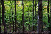 Mature softwood forest, Barnard Mountain. Katahdin Woods and Waters National Monument, Maine, USA ( color)