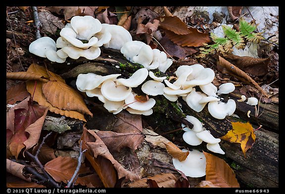Close up of mushrooms. Katahdin Woods and Waters National Monument, Maine, USA (color)