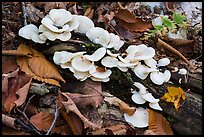 Close up of mushrooms. Katahdin Woods and Waters National Monument, Maine, USA ( color)