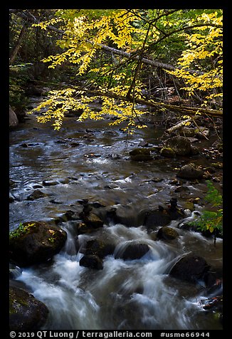 Branches in autumn foliage overhanging above Katahdin Brook. Katahdin Woods and Waters National Monument, Maine, USA (color)