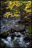 Branches in autumn foliage overhanging above Katahdin Brook. Katahdin Woods and Waters National Monument, Maine, USA ( color)