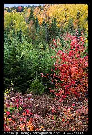 Mix of hardwoods and conifers in autumn. Katahdin Woods and Waters National Monument, Maine, USA (color)
