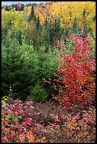 Mix of hardwoods and conifers in autumn. Katahdin Woods and Waters National Monument, Maine, USA ( color)