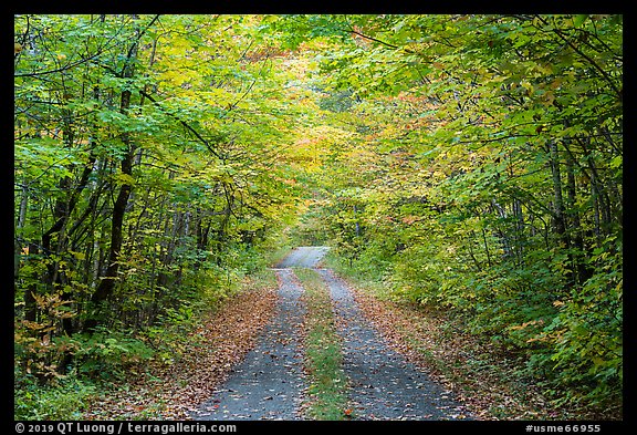 Gravel road and tunnel of trees in autumn. Katahdin Woods and Waters National Monument, Maine, USA (color)