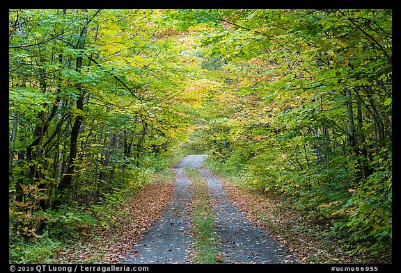 Gravel road and tunnel of trees in autumn. Katahdin Woods and Waters National Monument, Maine, USA