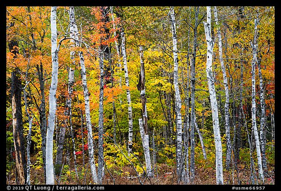 Birch trees and colorful autumn foliage. Katahdin Woods and Waters National Monument, Maine, USA (color)