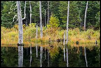 Dead trees reflected in Fist Marsh. Katahdin Woods and Waters National Monument, Maine, USA ( color)