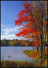 Lake with red maple in fall colors, Hiawatha National Forest. Upper Michigan Peninsula, USA (color)