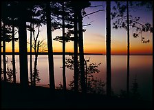 Trees and sunset, Lake Superior. Upper Michigan Peninsula, USA ( color)