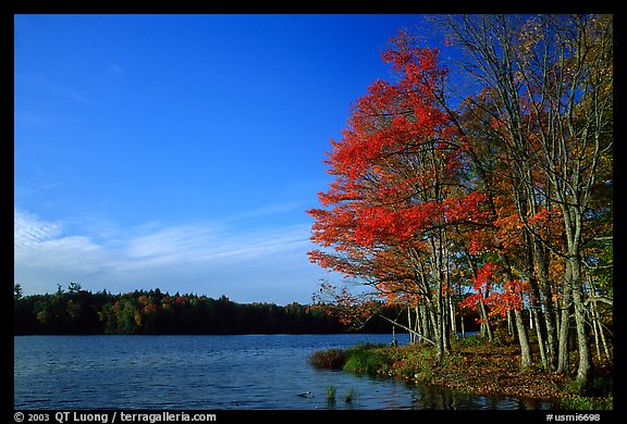 Lake with red maple in fall colors, Hiawatha National Forest. Upper Michigan Peninsula, USA (color)