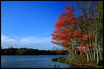 Lake with red maple in fall colors, Hiawatha National Forest. Upper Michigan Peninsula, USA (color)