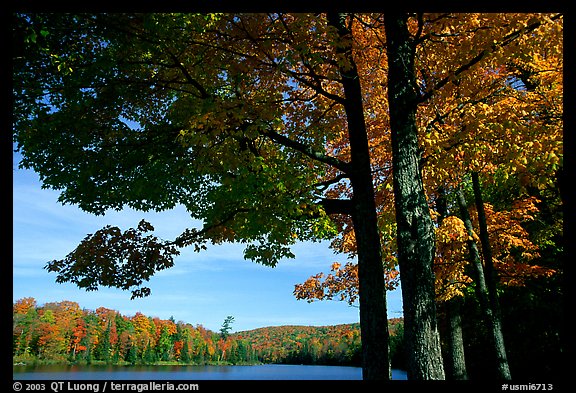 Tree and lake, Hiawatha National Forest. Upper Michigan Peninsula, USA (color)