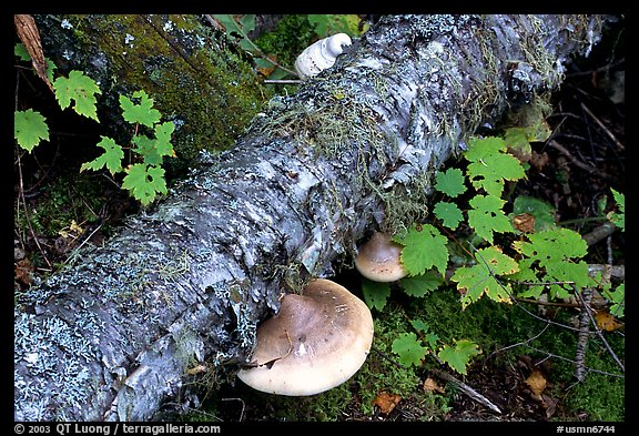 Log and mushroom, Grand Portage State Park. Minnesota, USA