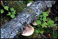 Log and mushroom, Grand Portage State Park. Minnesota, USA