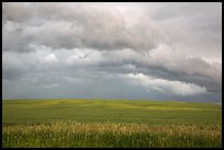 Storm clouds over field. North Dakota, USA ( color)