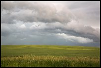 Storm clouds over field. North Dakota, USA (color)