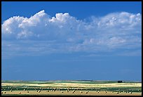 Yellow field with rolls of hay. North Dakota, USA (color)