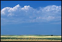 Yellow field with rolls of hay. North Dakota, USA