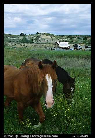 Horses and wagon. North Dakota, USA (color)