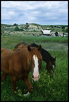 Horses and wagon. North Dakota, USA (color)