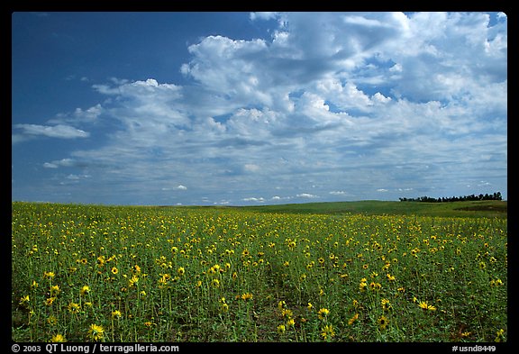 Field with sunflowers and clouds. North Dakota, USA