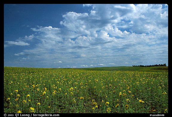 Field with sunflowers and clouds. North Dakota, USA (color)