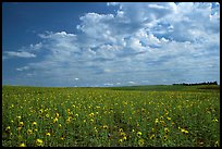 Field with sunflowers and clouds. North Dakota, USA ( color)