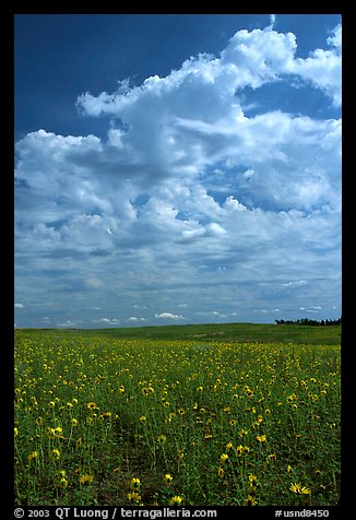 Field with sunflowers and clouds. North Dakota, USA