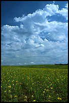 Field with sunflowers and clouds. North Dakota, USA