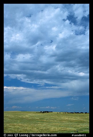 Open pasture with cows and clouds. North Dakota, USA