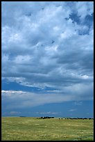 Open pasture with cows and clouds. North Dakota, USA