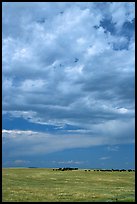 Open pasture with cows and clouds. North Dakota, USA (color)