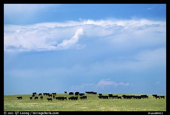Open pasture with cows and clouds. North Dakota, USA (color)