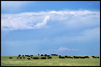 Open pasture with cows and clouds. North Dakota, USA