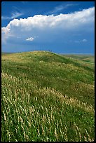 Grassy hills. North Dakota, USA (color)