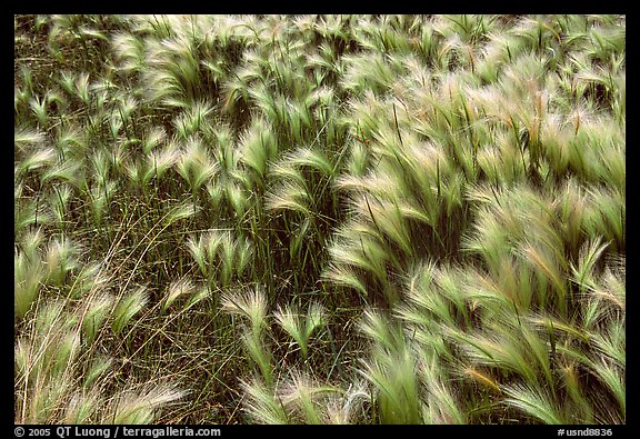 Close-up of Barley grass. North Dakota, USA (color)