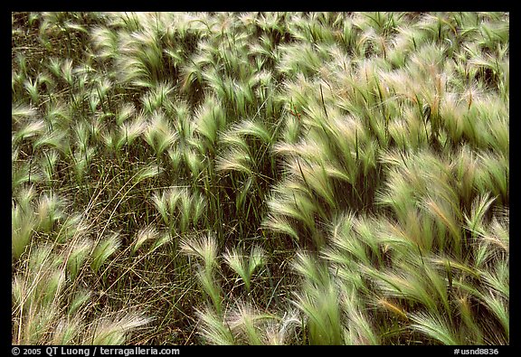 Close-up of Barley grass. North Dakota, USA