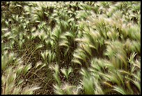 Close-up of Barley grass. North Dakota, USA