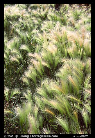 Barley grass and wind. North Dakota, USA (color)