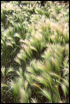 Barley grass and wind. North Dakota, USA