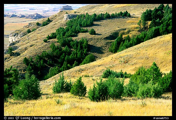 Trees and grasses. Scotts Bluff National Monument. South Dakota, USA