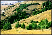 Trees and grasses. Scotts Bluff National Monument. South Dakota, USA (color)